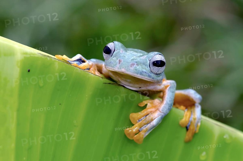 Flying green tree frog perched on banana leaf