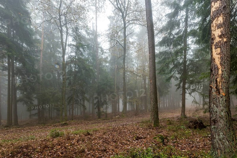 Forest in light mist with pines, deciduous trees and firs. Ground overgrown with moss and ferns