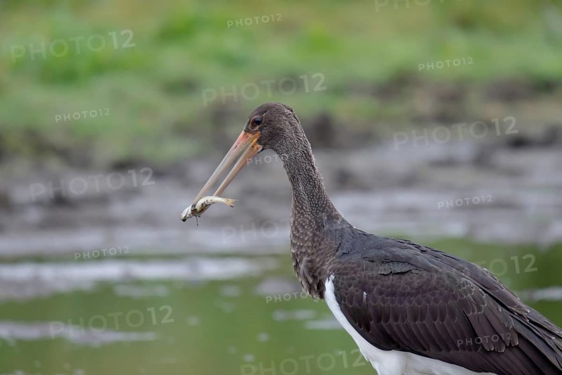 Young black stork with prey