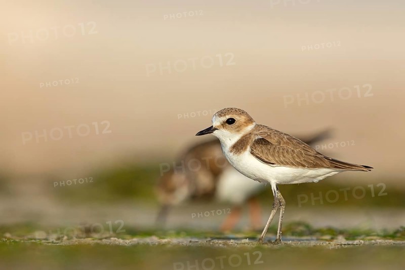 Animals, birds, plover, Kentish plover, (Charadrius alexandrinus), biotope, habitat, foraging, Barr Al Hikman, Shannah, Ash Sharqiyah South, Oman