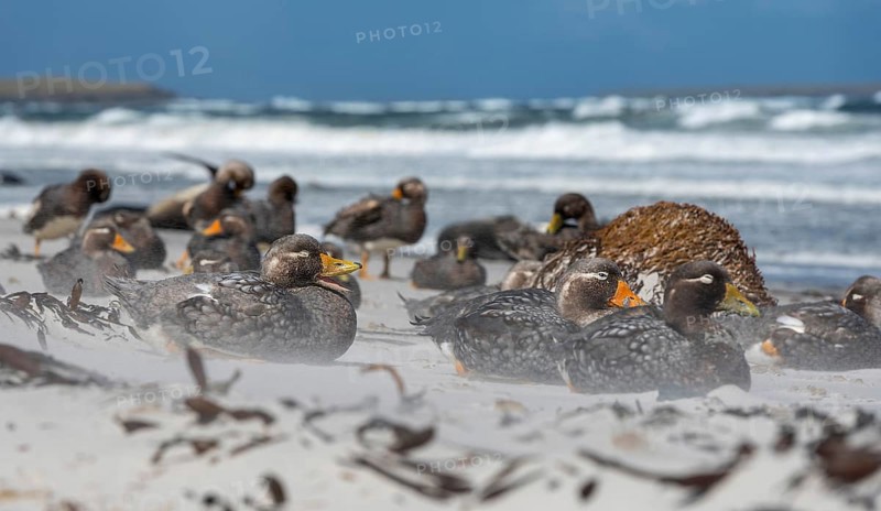 Falkland Steamer Duck, steamer ducks, duck birds, colony, winter, ice, snow, Antarctica, group, resting, (Tachyeres brachypterus) on Sea Lion Island, Falkland Islands