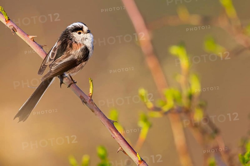Long-tailed Tit, (Aegithalos caudatus), songbird, animals, birds, family of tits, Nahe valley, Rhineland-Palatinate, Federal Republic of Germany