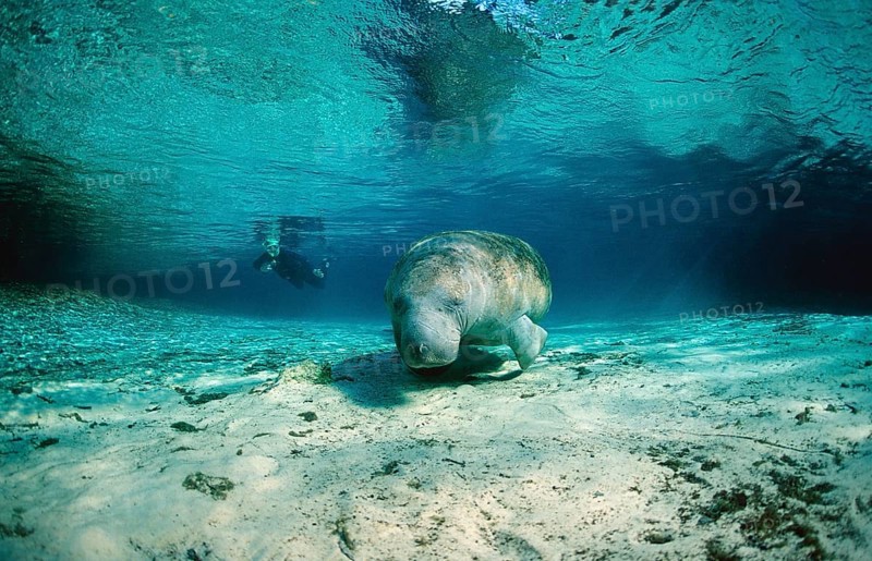Round-tailed manatee, Trichechus manatus latirostris, USA, Florida, FL, Crystal River