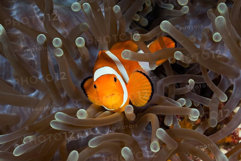 Orange skunk clownfish, Amphiprion ocellaris, Raja Ampat, West Papua, Indonesia