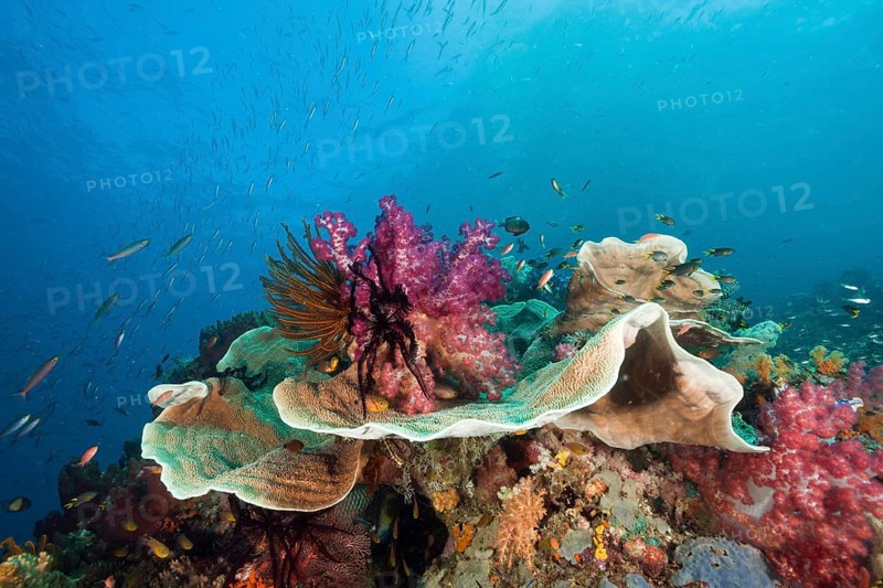 Healthy coral reef, Raja Ampat, West Papua, Indonesia