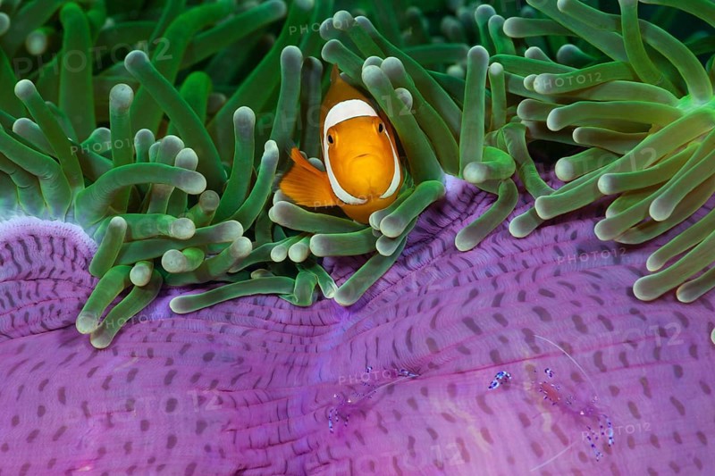Orange skunk clownfish in magnificent anemone, Amphiprion ocellaris, Heteractis magnifica, Cenderawasih Bay, West Papua, Indonesia