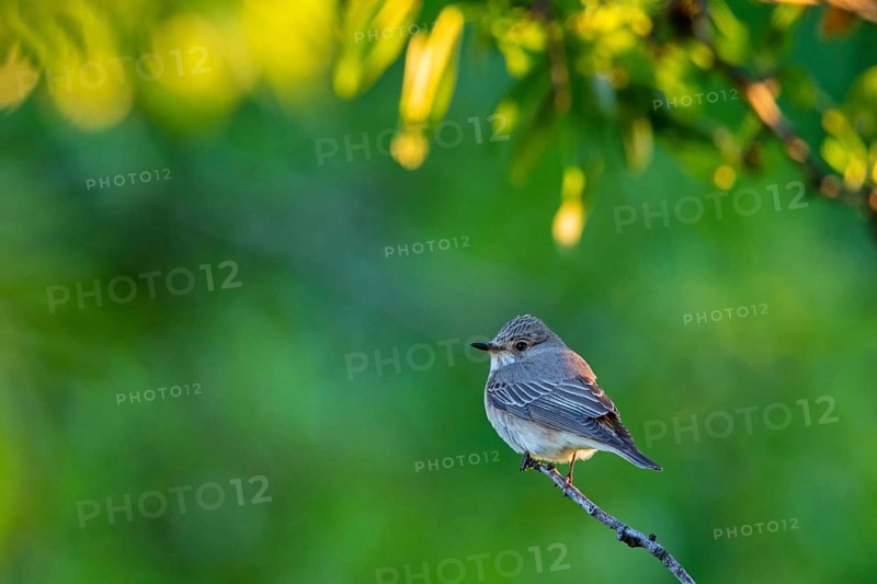 Grey flycatcher, (Muscicapa striata), on perch, family of flycatchers Lesbos Island, Lesbos, Greece