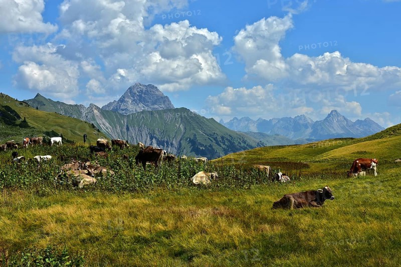 Alpine pasture on the Schadona Pass with Widderstein and Allgäu Alps, Bregenzerwald, Vorarlberg, Austria, Alpine pasture on the Schadona Pass with Widderstein, Brgenzerwald, Austria