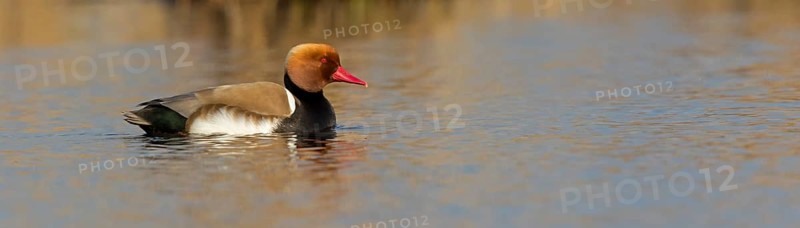 Red-crested Pochard, (Netta rufina), Red-crested Pochard swimming in water, Duck family, Ducks, NSG Wagbachniederung, Waghäusel, Baden-Würrttemberg, Federal Republic of Germany