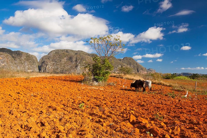 Farming on the famous tobacco area, Valley de Vinales, Pinar del Rio, Cuba