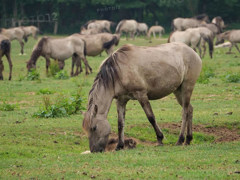 A herd of horses grazing peacefully on a green meadow, merfeld, North Rhine-Westphalia, Germany