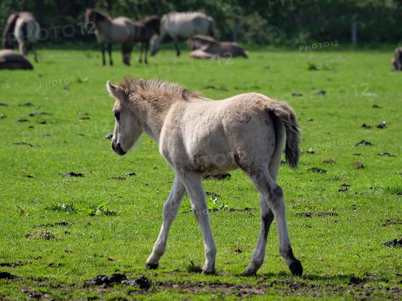 A foal walks quietly on a green meadow, merfeld, münsterland, germany