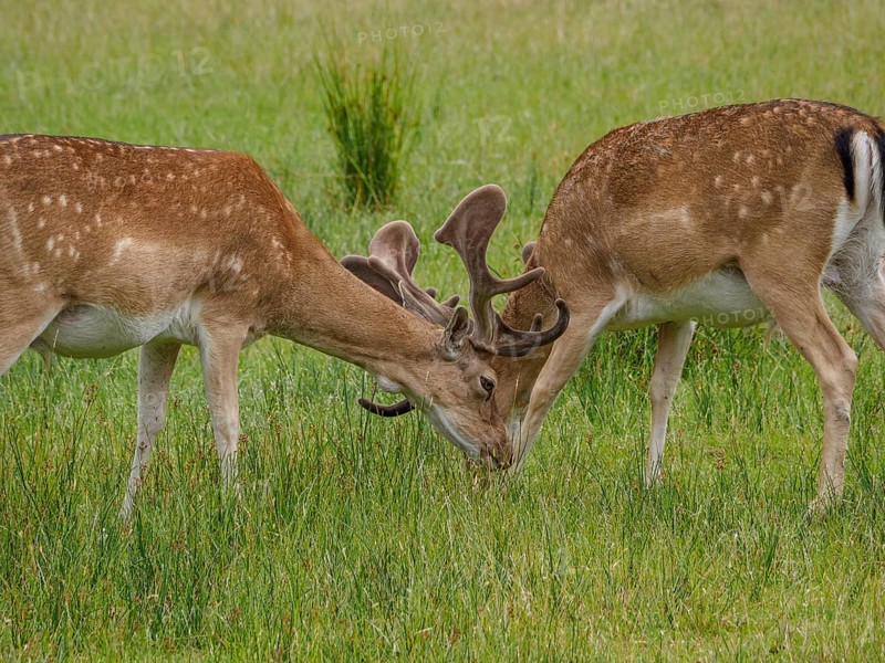 Two deer with antlers interacting on a green meadow under a clear sky, dülmen, germany