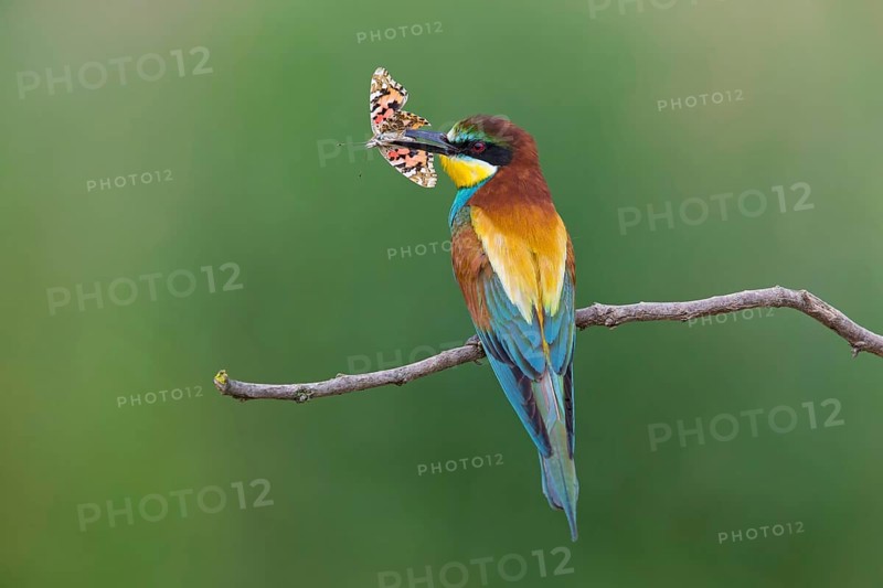 Bee-eater, (Merops apiaster), animals, birds, family of the raptors, perch, butterfly as prey, biotope, habitat, foraging, Northern Bulgaria, Muselievo, Bulgaria