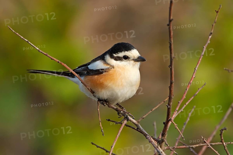 Masked shrike, (Lanius nubicus), Animals, Birds, Shrike family, Perching station, Dolucak, Adyaman, Turkey