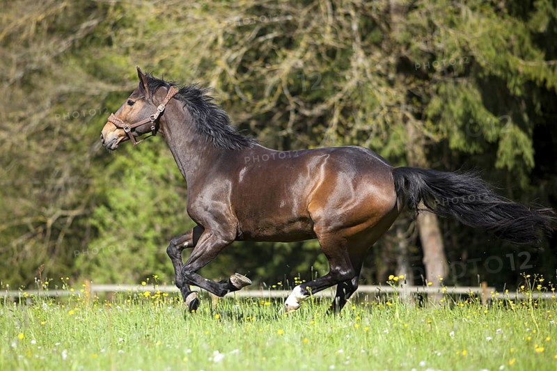 Horse gallop free outside on meadow