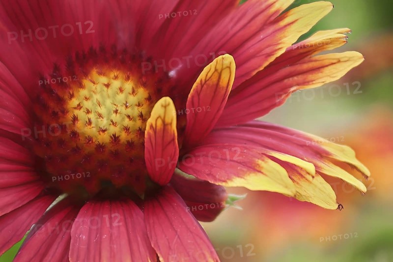Macro of a multicolored gaillardia flower