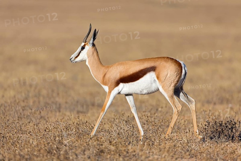 Springbok, Springbok, (Antidorcas marsupialis), animals, mammals, group of gazelle-like animals, African antelope, biotope, habitat, foraging, Auob Riverbed, Mata Mata, Northern Cape / Kgalagadi Transf, South Africa
