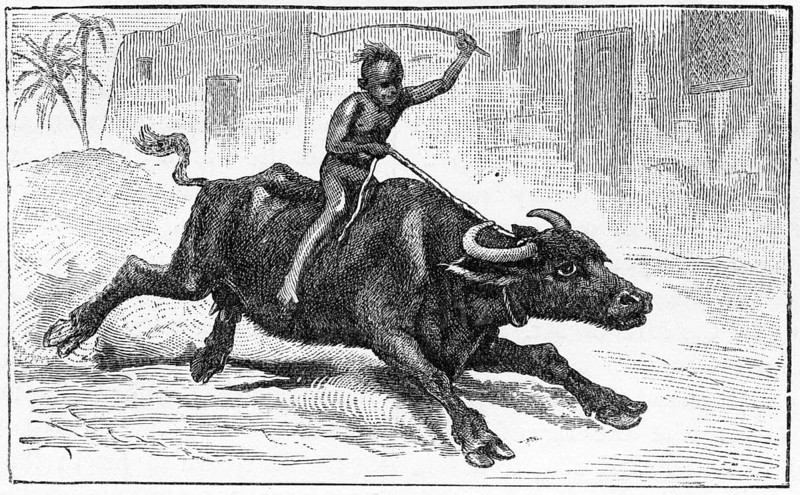 Engraving of an Egyptian boy riding home on a water buffalo, from a publication circa 1890