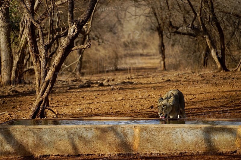 Lion drinking water at water tank, Gir Wildlife Sanctuary, Gujarat, India, Asia