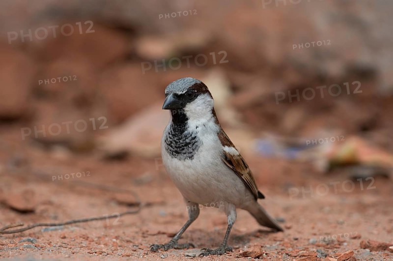 House Sparrow male bird, Kedarnath Wildlife Sanctuary, Uttarakhand, India, Asia