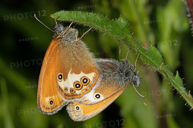 White-banded Meadow Fritillary, Pearl-bordered Fritillary (Coenonympha arcania)