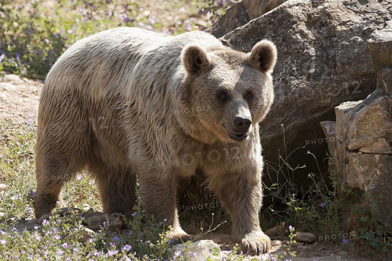 Iberian brown bear (Ursus arctos)