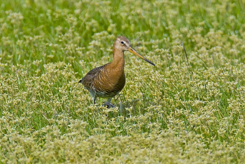 Black-tailed godwit (Limosa limosa)