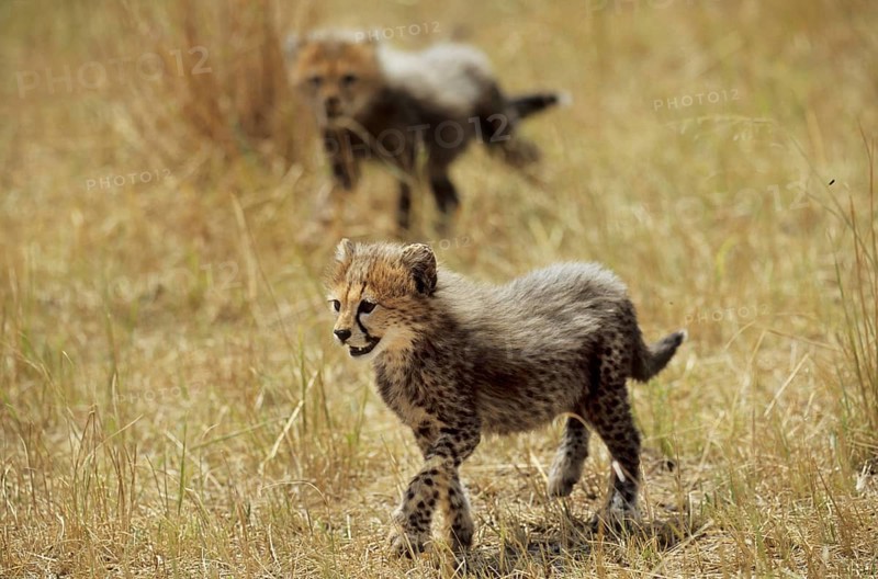 Cheetah cub (Acinonyx jubatus)