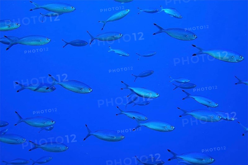Red Sea Fusilier (Caesio suevica)
