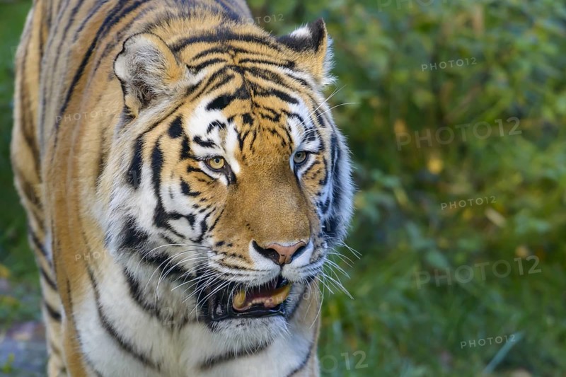 Siberian tiger (Panthera tigris altaica)