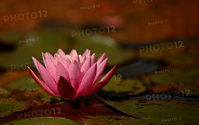 Water lily (Nymphaea)
