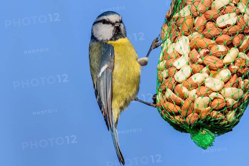 Blue tit at the winter feeder (Parus caeruleus)