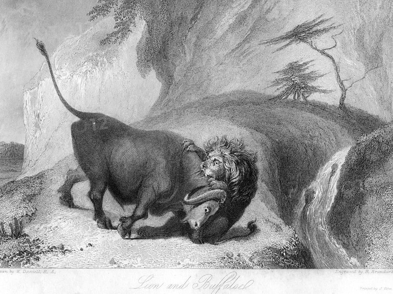 Lion killing buffalo, India