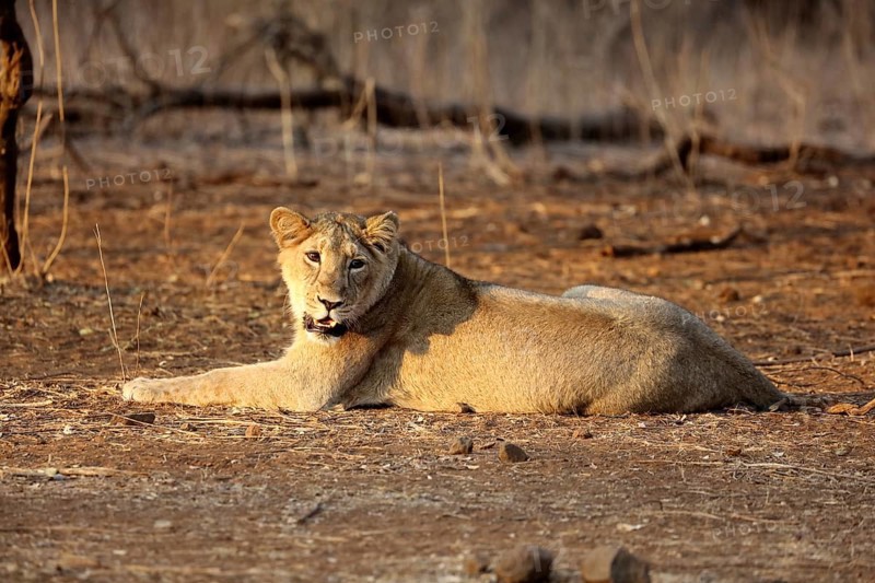 Lion cub sasan gir Gujarat India Asia