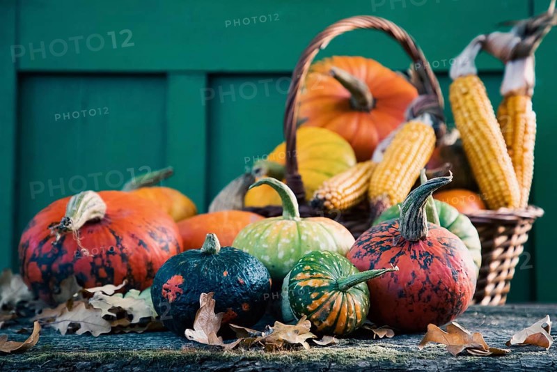 Pumpkins in autumn Thanksgiving card