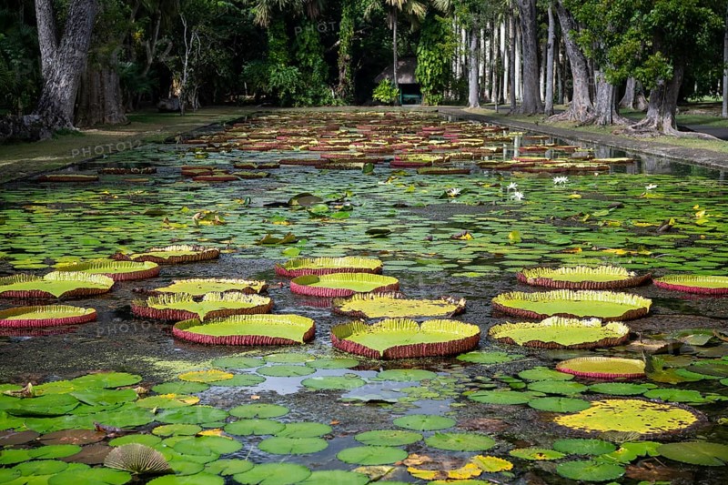 Pond, giant water lilies, Victoria, Victoria plant (Nymphaeaceae), Sir Seewoosagur Ramgoolam Botanical Garden, SSR Botanical Garden, also Pamplemousses Botanical Garden, botanical garden, Indian Ocean, island, Mauritius
