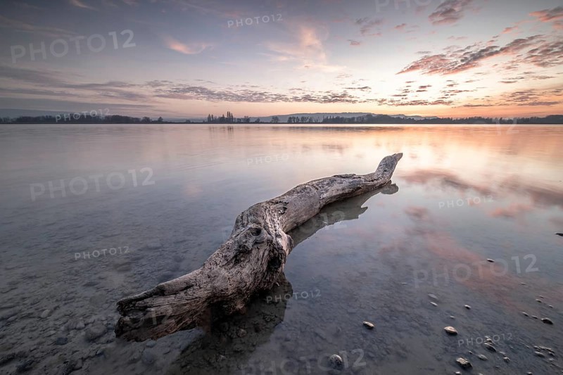 A large tree trunk in the calm water of a lake at dusk, under a slightly cloudy sky, Naturfreundehaus, Markelfingen, Untersee, Lake Constance, Baden-Württemberg, Germany