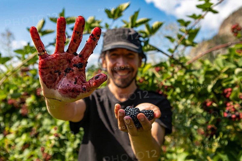 Selective focus and close up shot of happy and smiling caucasian man. as he showing hands stained with blackberries juice and full of Blackberry fruits
