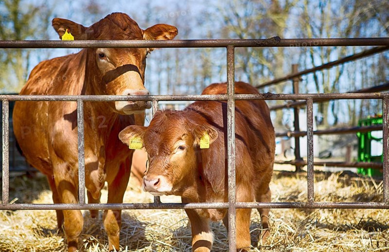 Cow with her calf in a barn in Schleswig Holstein, 2019