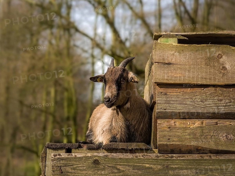 Goat sitting on the wooden plank in the spring sun
