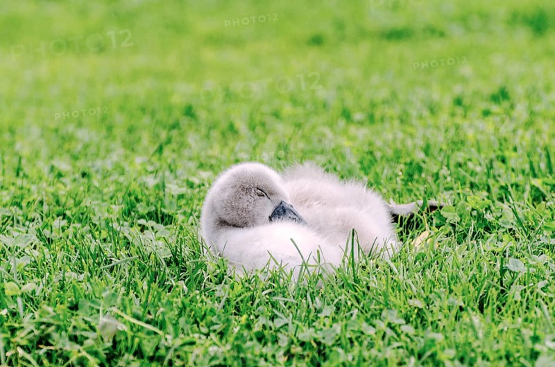 A cute baby swan sleeping on a graß field