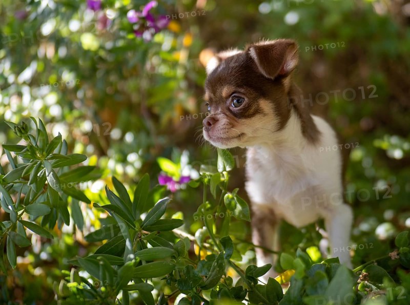 Amidst the flora of a vibrant garden, a brown and white Chihuahua puppy looks on with an innocent gaze, framed by fresh green leaves and purple flowers