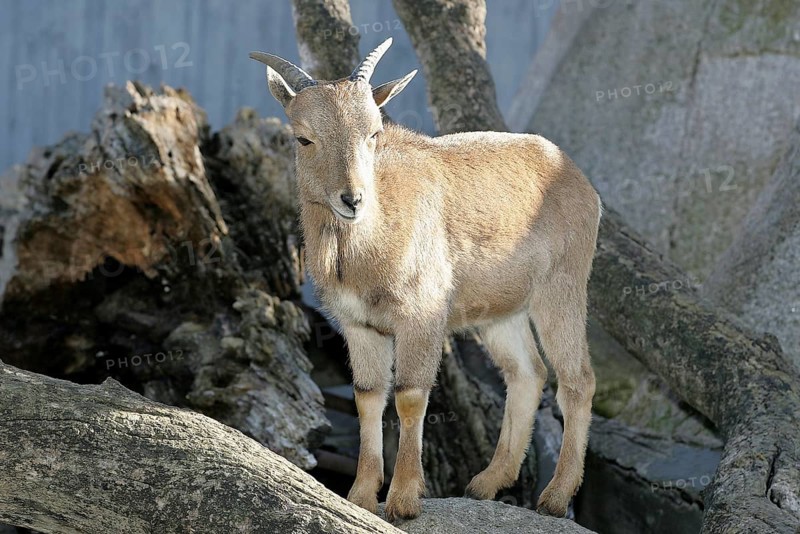 Mane shank - juvenile, Ammotragus Lervia
