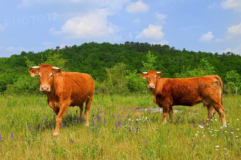 Brown French Limousin cows in fields full of wild Thyme