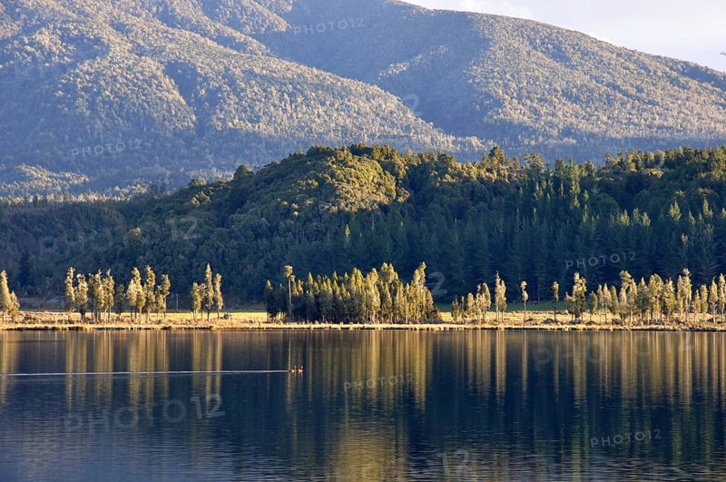 Pair of black swans, Cygnus atratus, on Lake Haupiri, West Coast, South Island, New Zealand