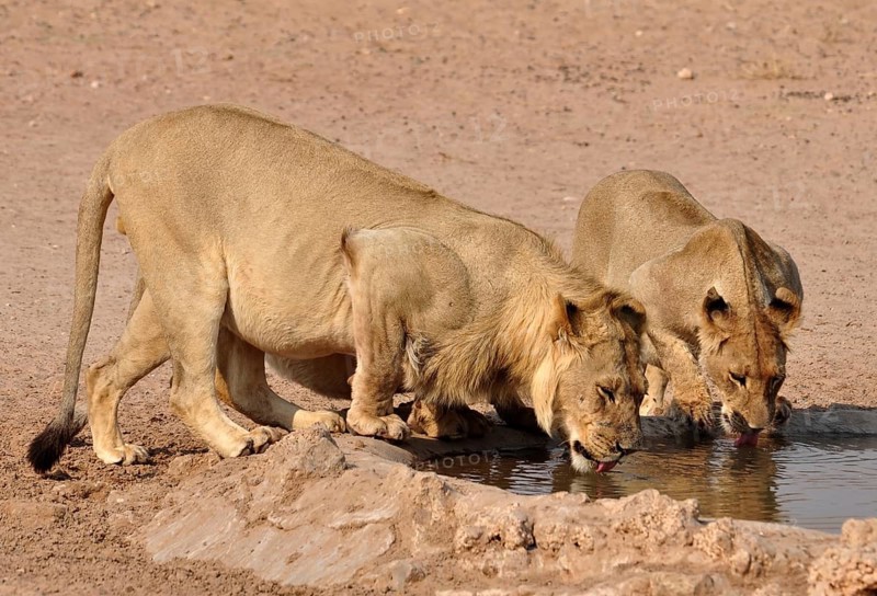 Lions drinking in the Kgalagadi Transfrontier Park, Kalahari Desert, South Africa