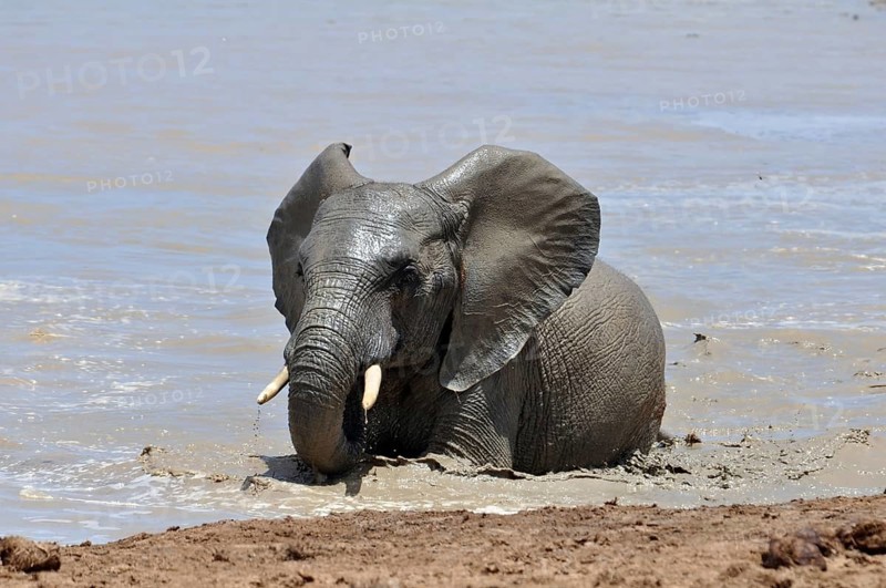 An African Elephant in the Addo Park, South Africa