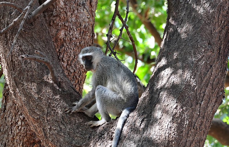 A vervet monkey in a tree in the Kruger National Park, South Africa