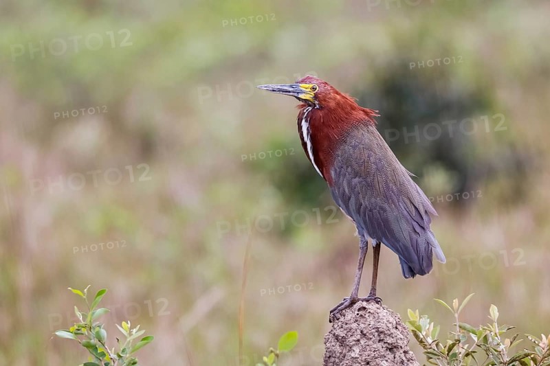Close-up of a beautiful Rufuscent Tiger Heron standing on a termite mound, against natural background, Pantanal Wetlands, Mato Grosso, Brazil